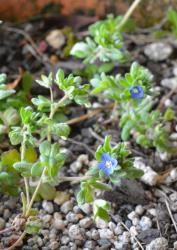 Veronica triphyllos. Habit. Cultivated plant in Wellington, from seed collected at Alexandra, Otago.
 Image: P.J. Garnock-Jones © P.J. Garnock-Jones CC-BY-NC 3.0 NZ